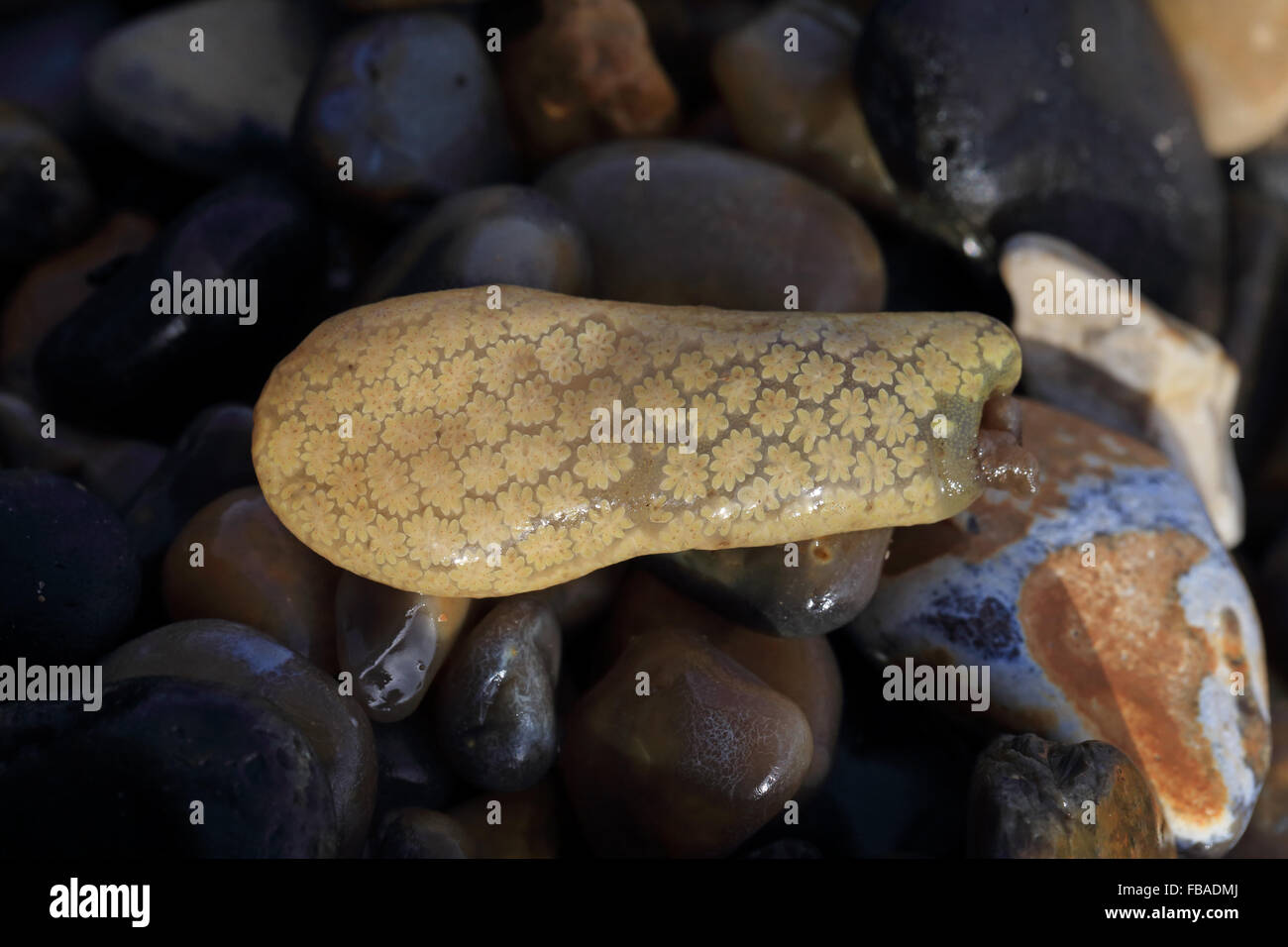 Golden Star Tunicate (Botryllus schlosseri) Stock Photo