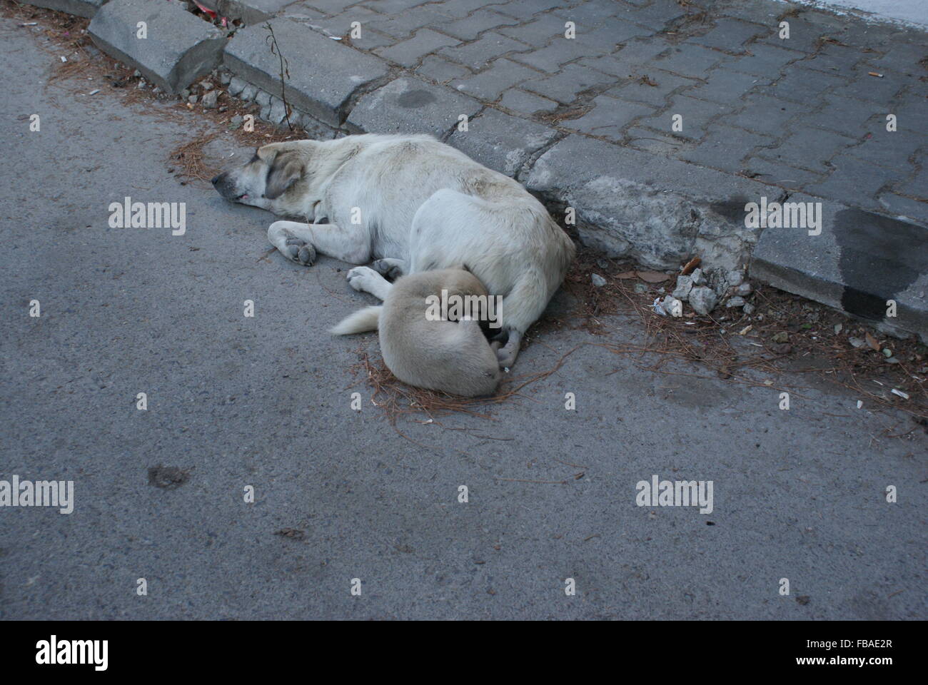 Mother dog and little puppy sleeping together on cobblestone Stock Photo