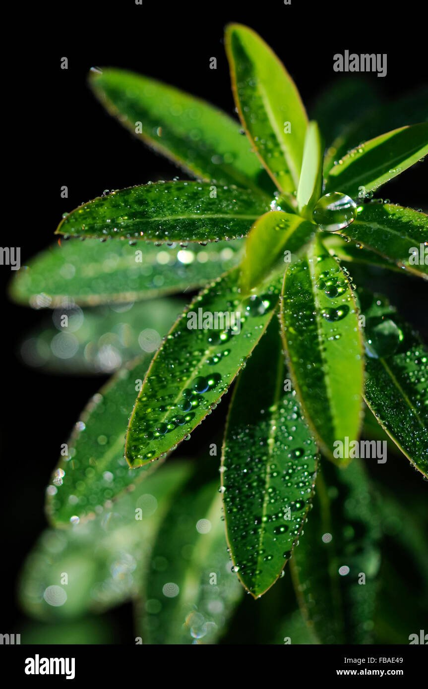 Sparkling drops of rain water on the red edged green leaves of a Euphorbia plant. Stock Photo