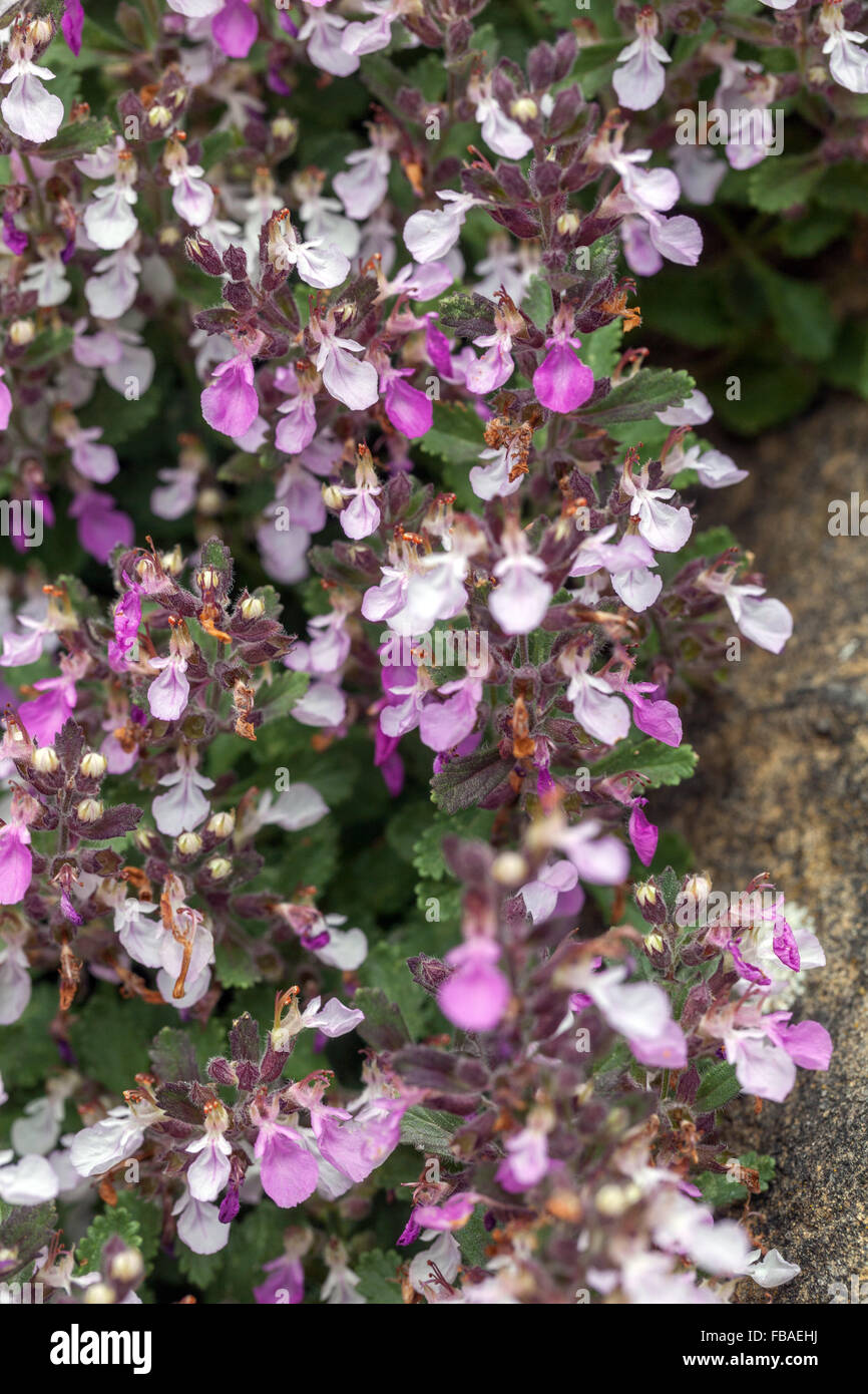 Wall Germander, Teucrium chamaedrys blooming Stock Photo