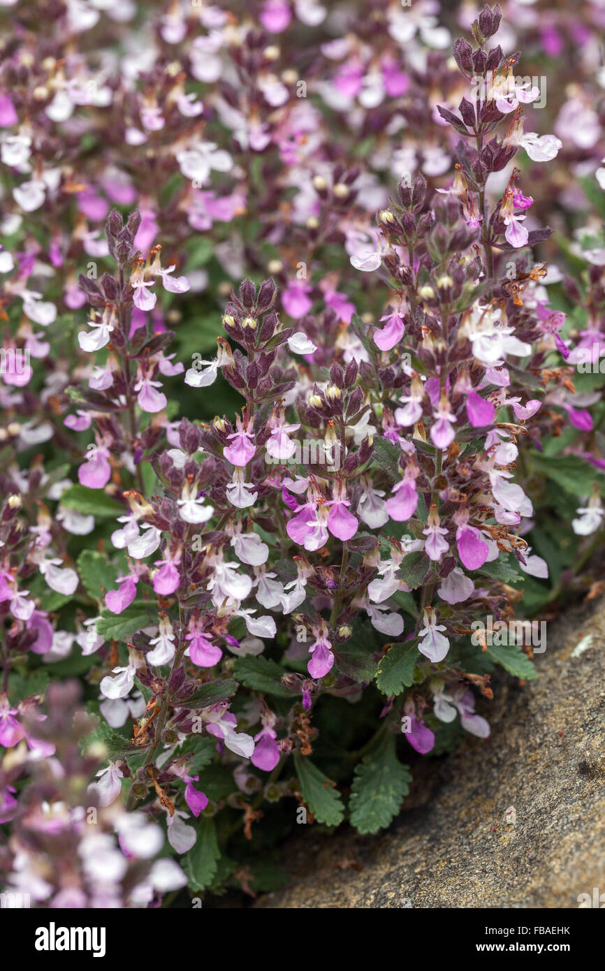 Wall Germander, Teucrium chamaedrys blooming Stock Photo