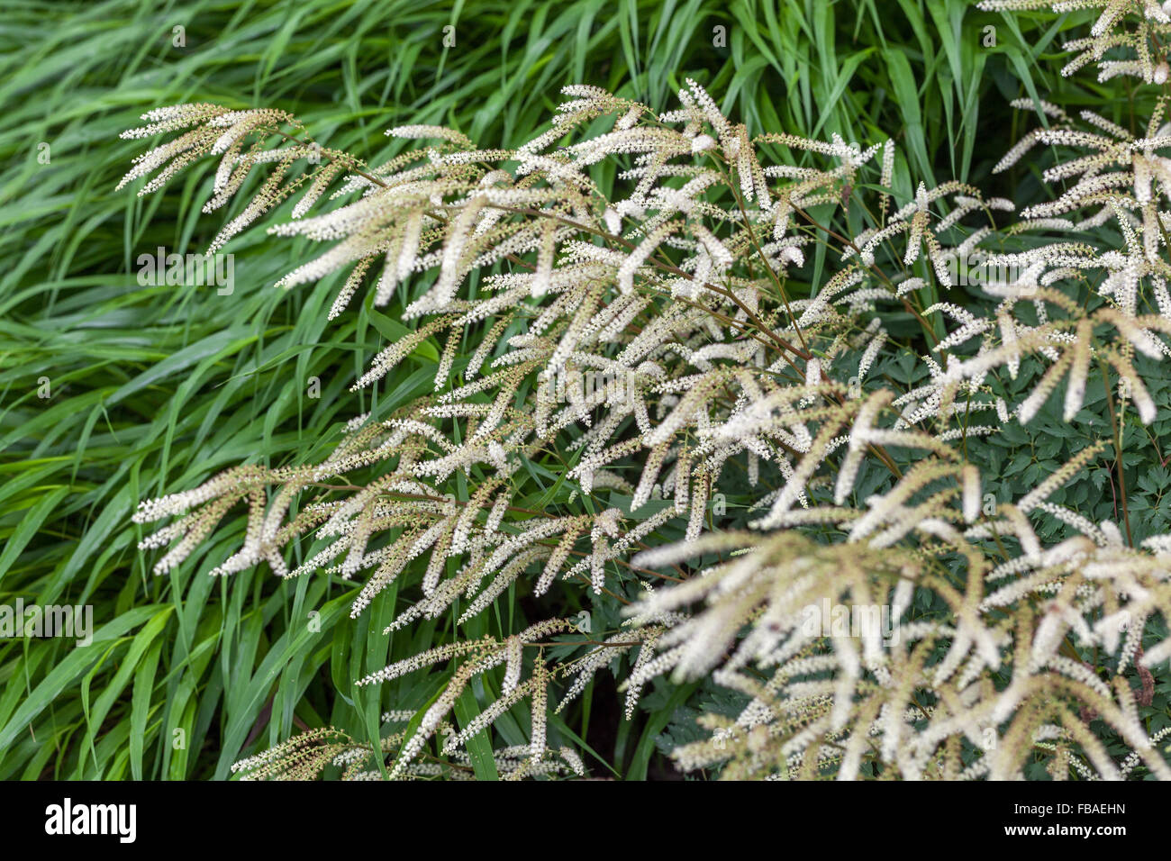 Japanese forest grass Hakonechloa macra,  Aruncus aethusifolius 'Woldemar Maier' Stock Photo