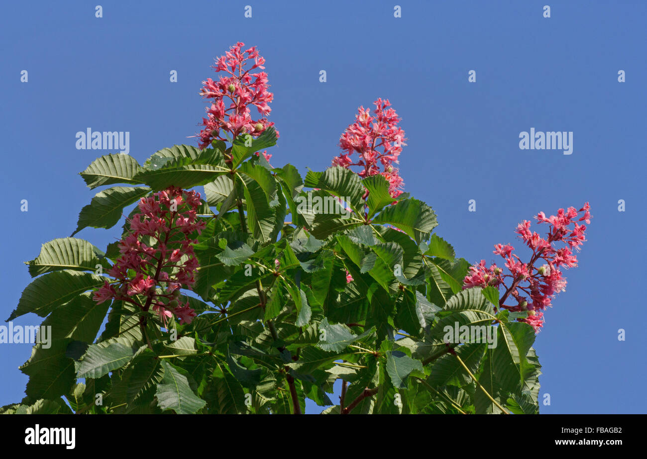 top of chestnut tree with pink blossom over blue sky Stock Photo