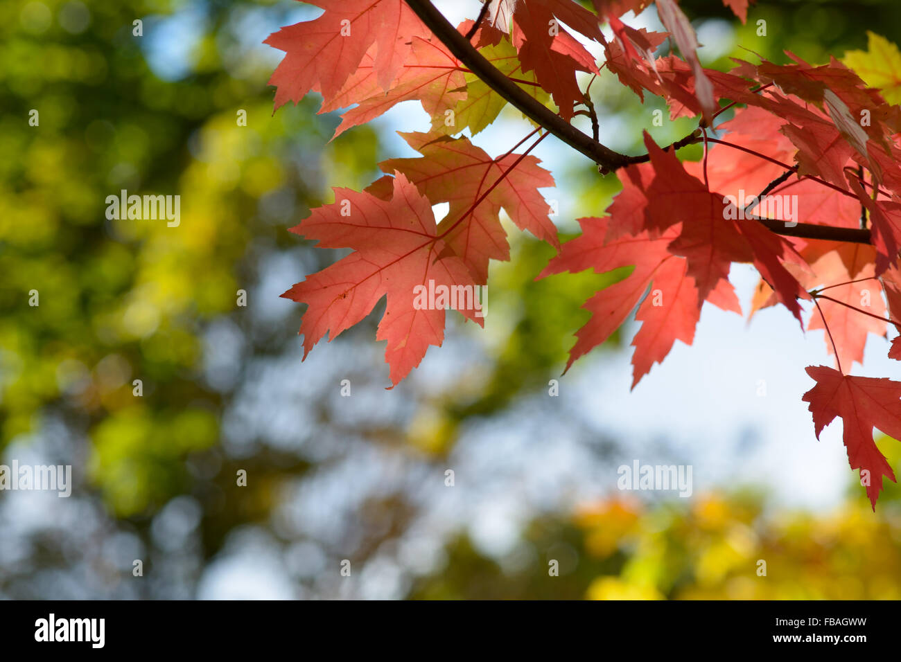 Bright vibrant color maple tree (acer) leaves in fall Stock Photo - Alamy