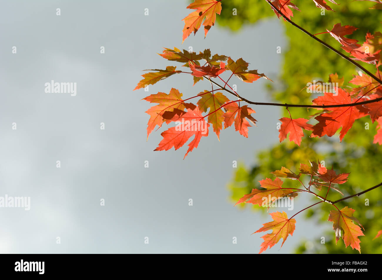 Bright vibrant color maple tree (acer) leaves in fall Stock Photo - Alamy