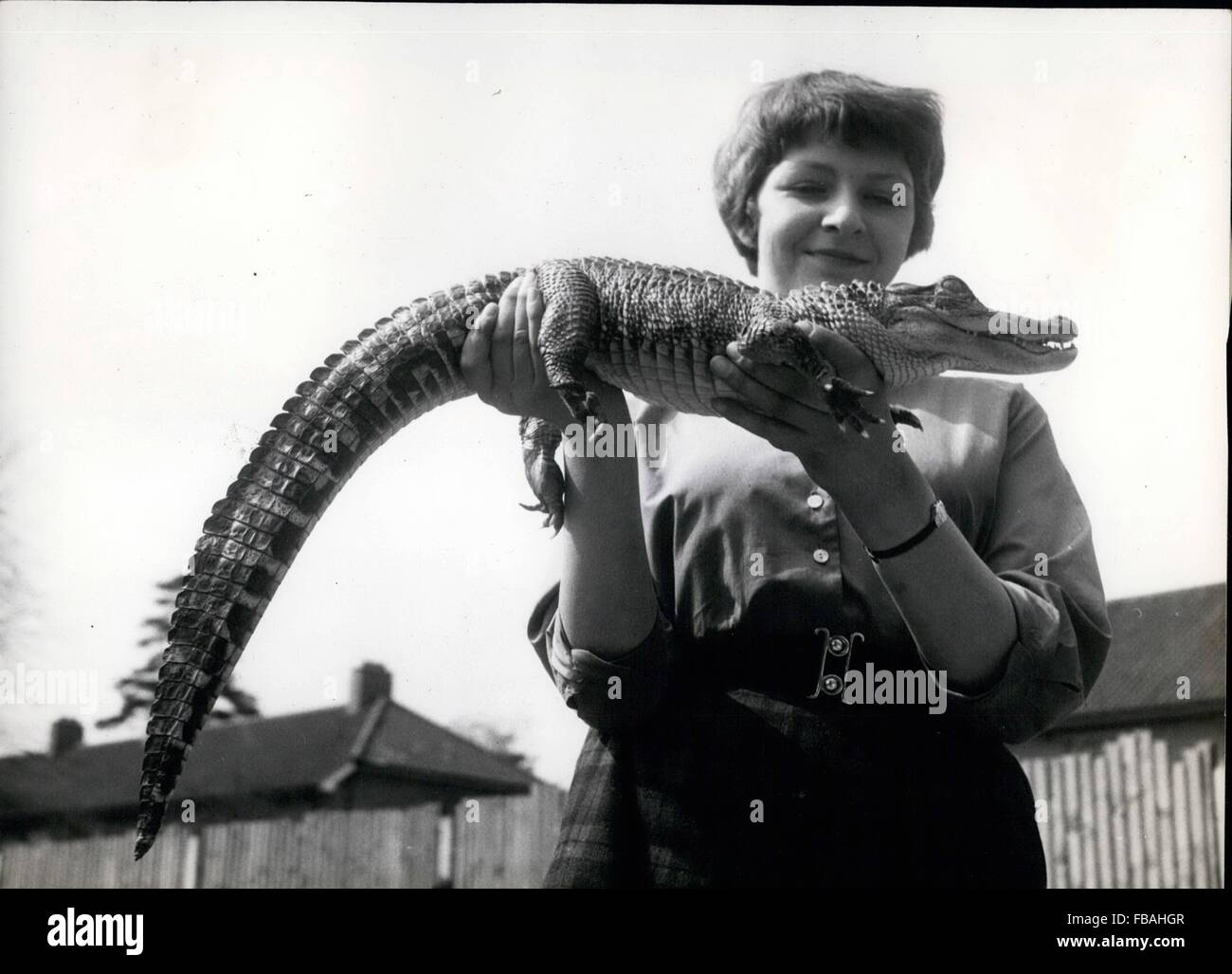 1968 - Meet Mr. Murgatroyd : Anne Kindler is finding her pet alligator, Murgatroyd gets heavier eachg week. Already he's three feet - and -a - bit leng. But he's oh. so tame and friendly, and just loves a tickle on his tummy. © Keystone Pictures USA/ZUMAPRESS.com/Alamy Live News Stock Photo