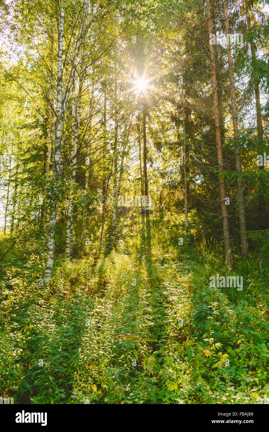 Finnish birch forest hires stock photography and images Alamy