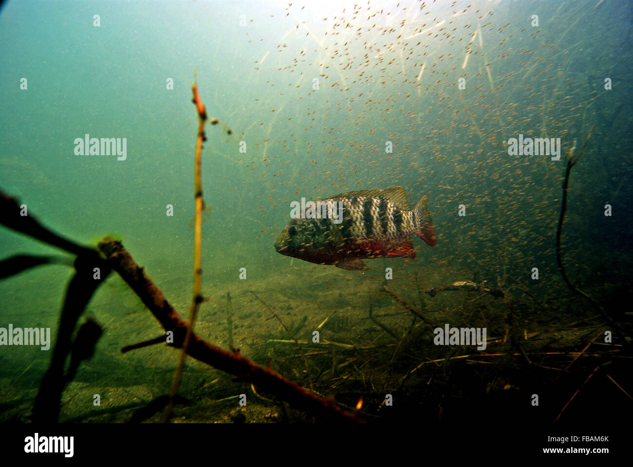 Male Tilapia Guards Young Stock Photo Alamy