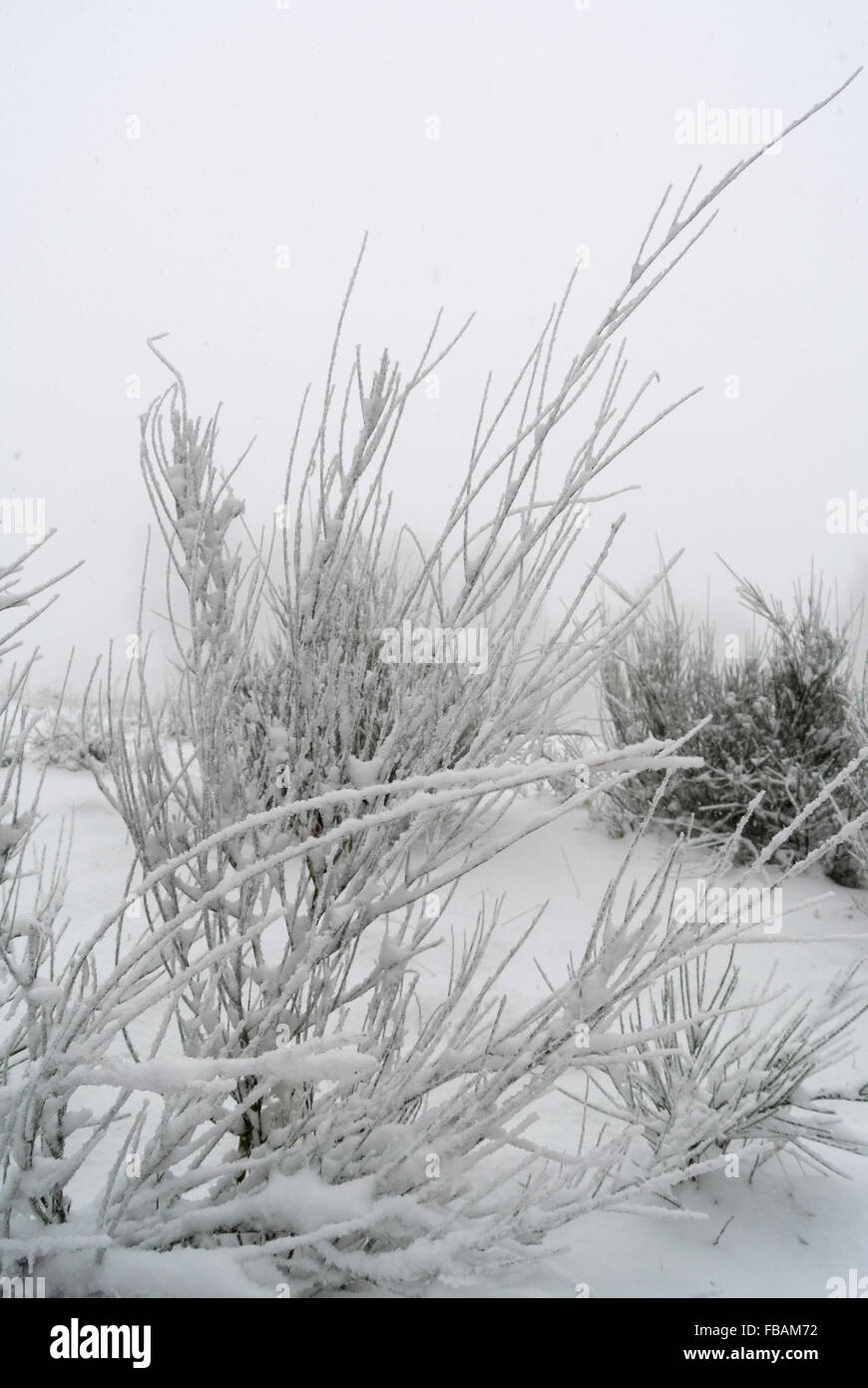 Frozen shrubs and snow on a mountain in winter Stock Photo Alamy