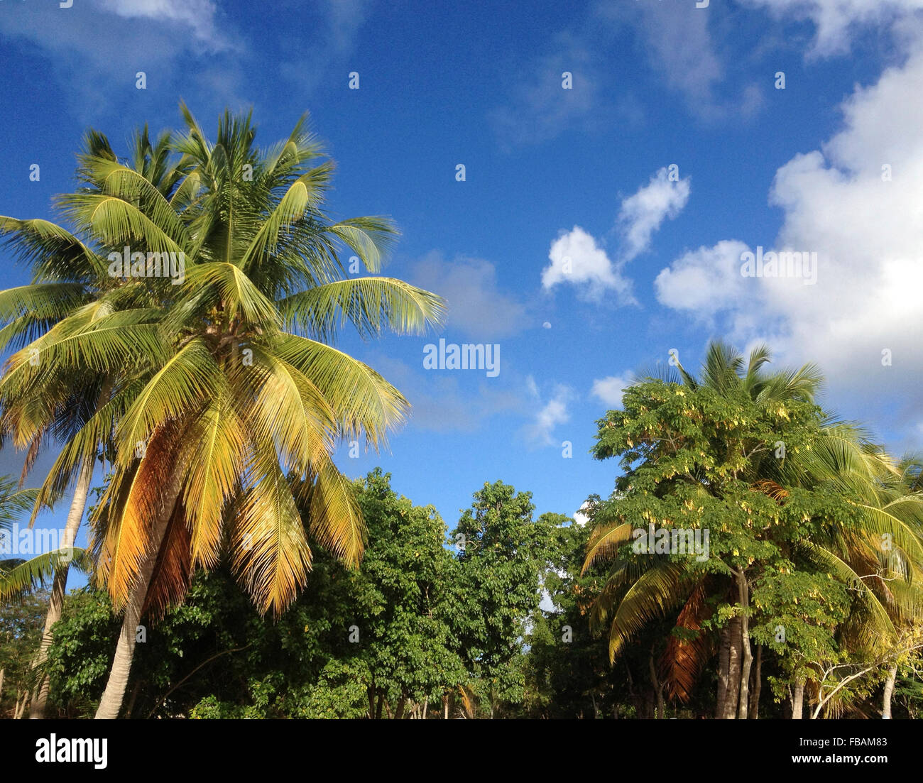 Palm trees over a blue sky. Stock Photo