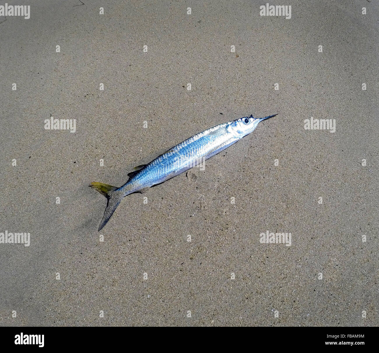 A dead fish on a beach Stock Photo