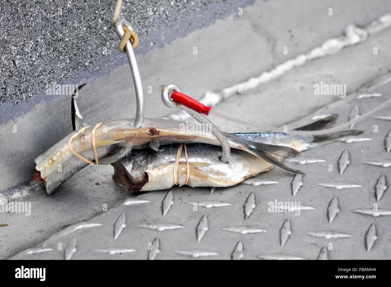 Herring bait on large fish hooks for halibut fishing on commercial fishing boat in Alaska Stock Photo