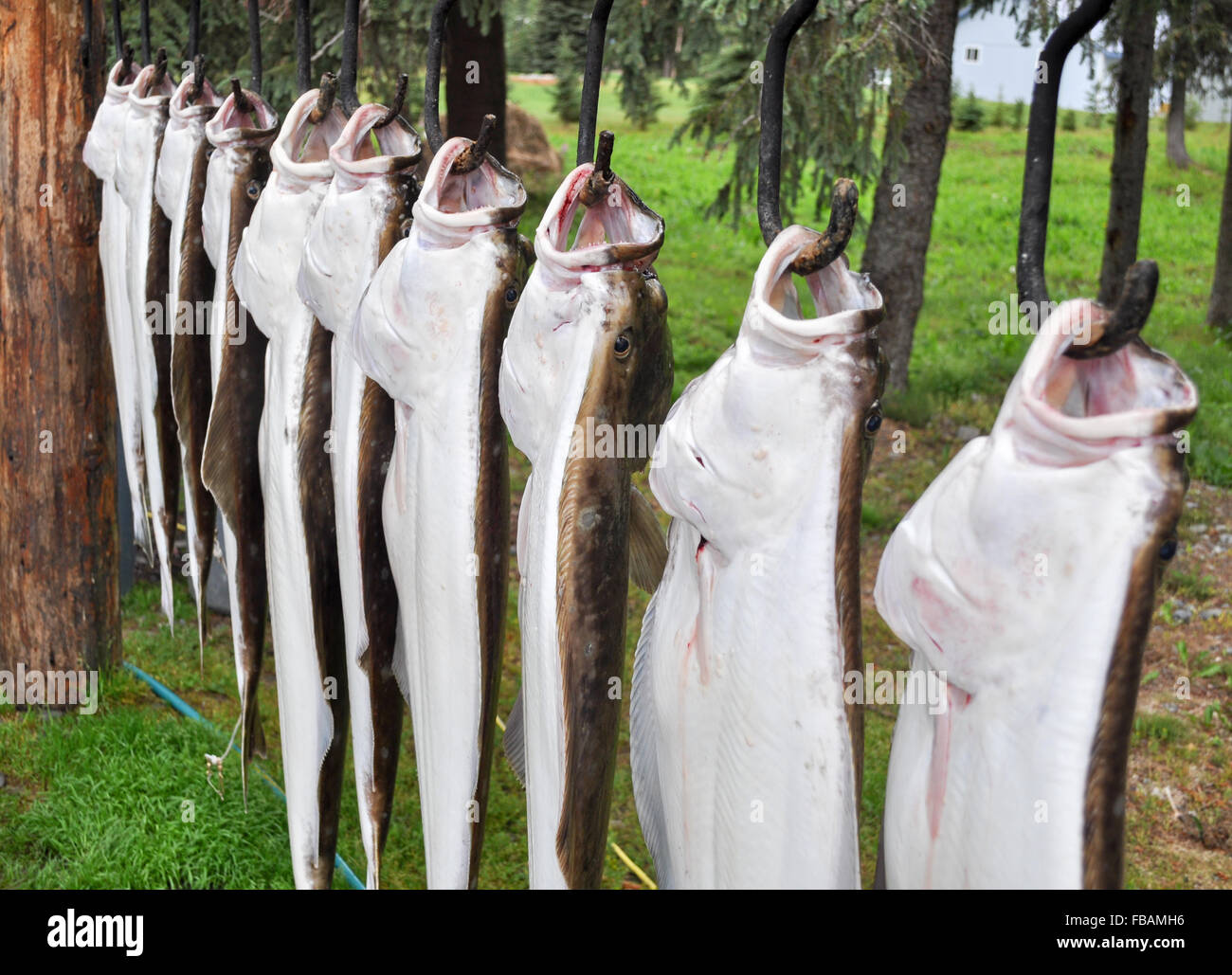 Halibut fish hires stock photography and images Alamy