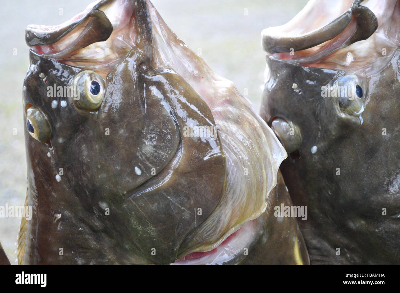 Halibut fish hires stock photography and images Alamy