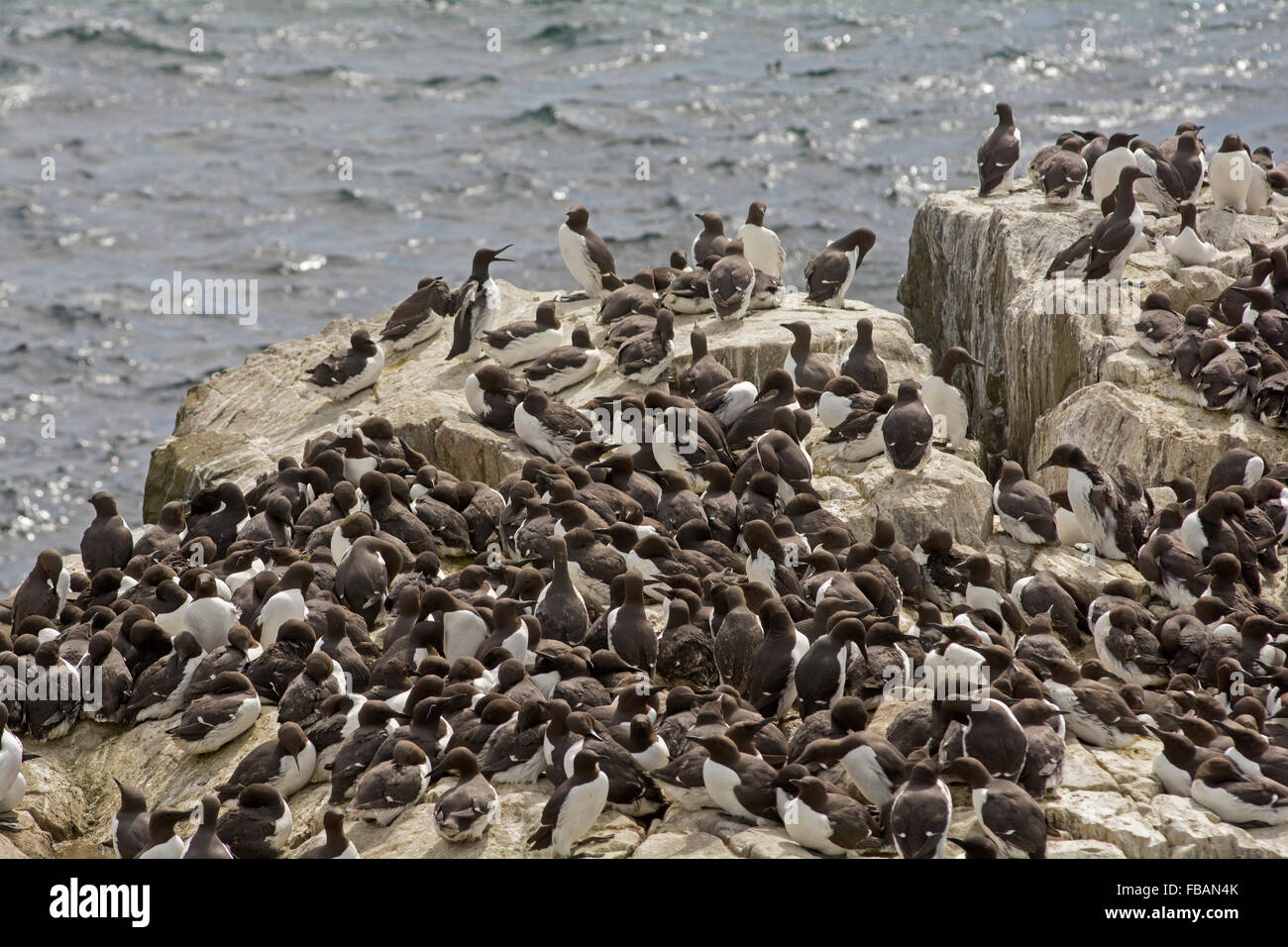 Guillemots nesting on a rock face in the Farne Islands, Northumberland England UK Stock Photo