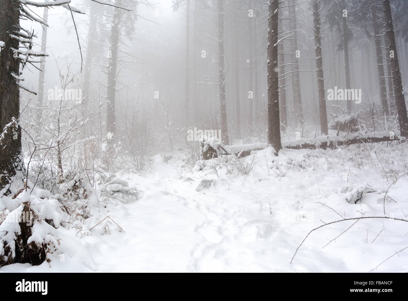 Walking in a pine forest covered with snow in winter Stock Photo - Alamy