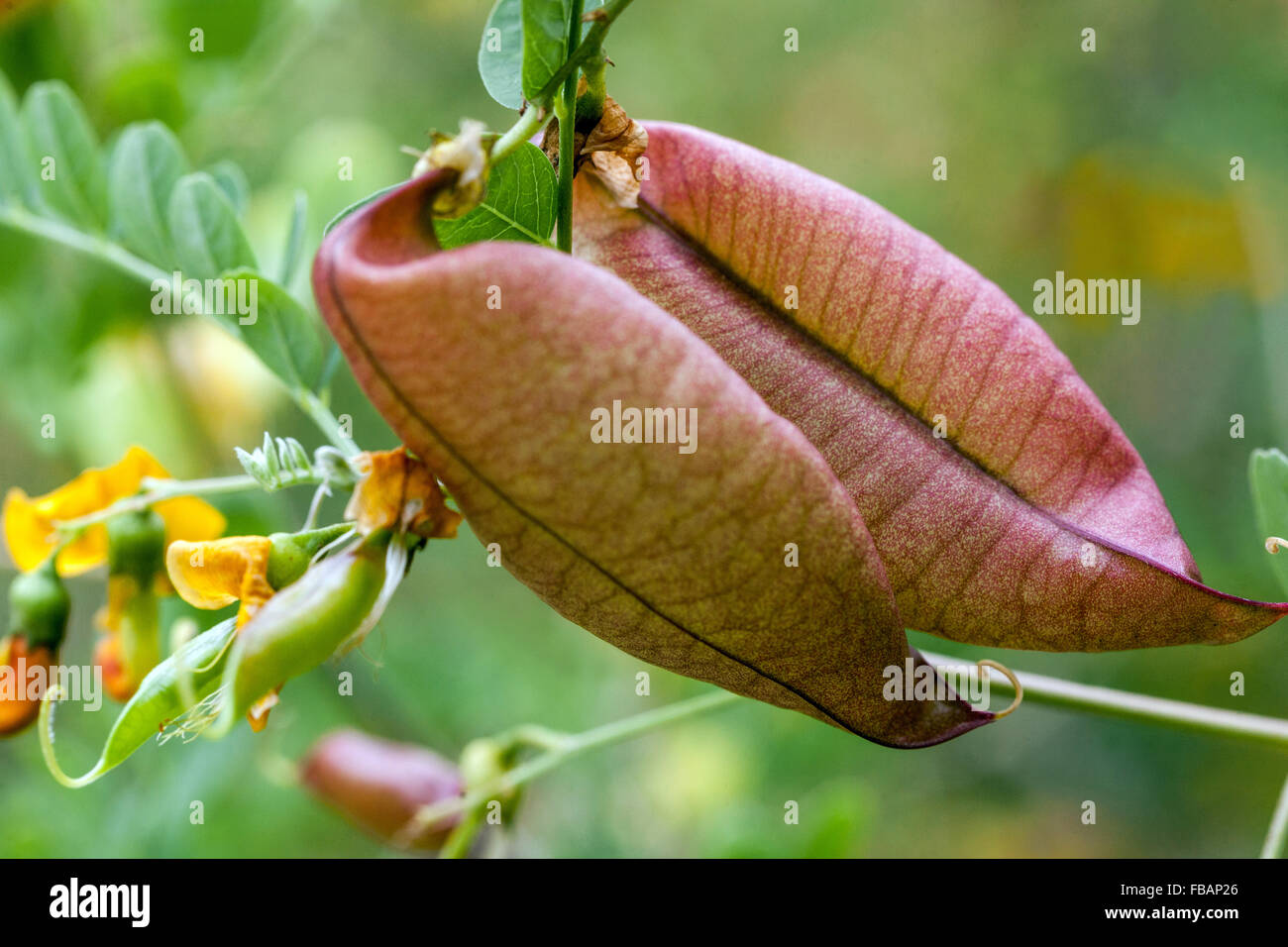 Bladder Senna Colutea arborescens fruiting shrub Stock Photo