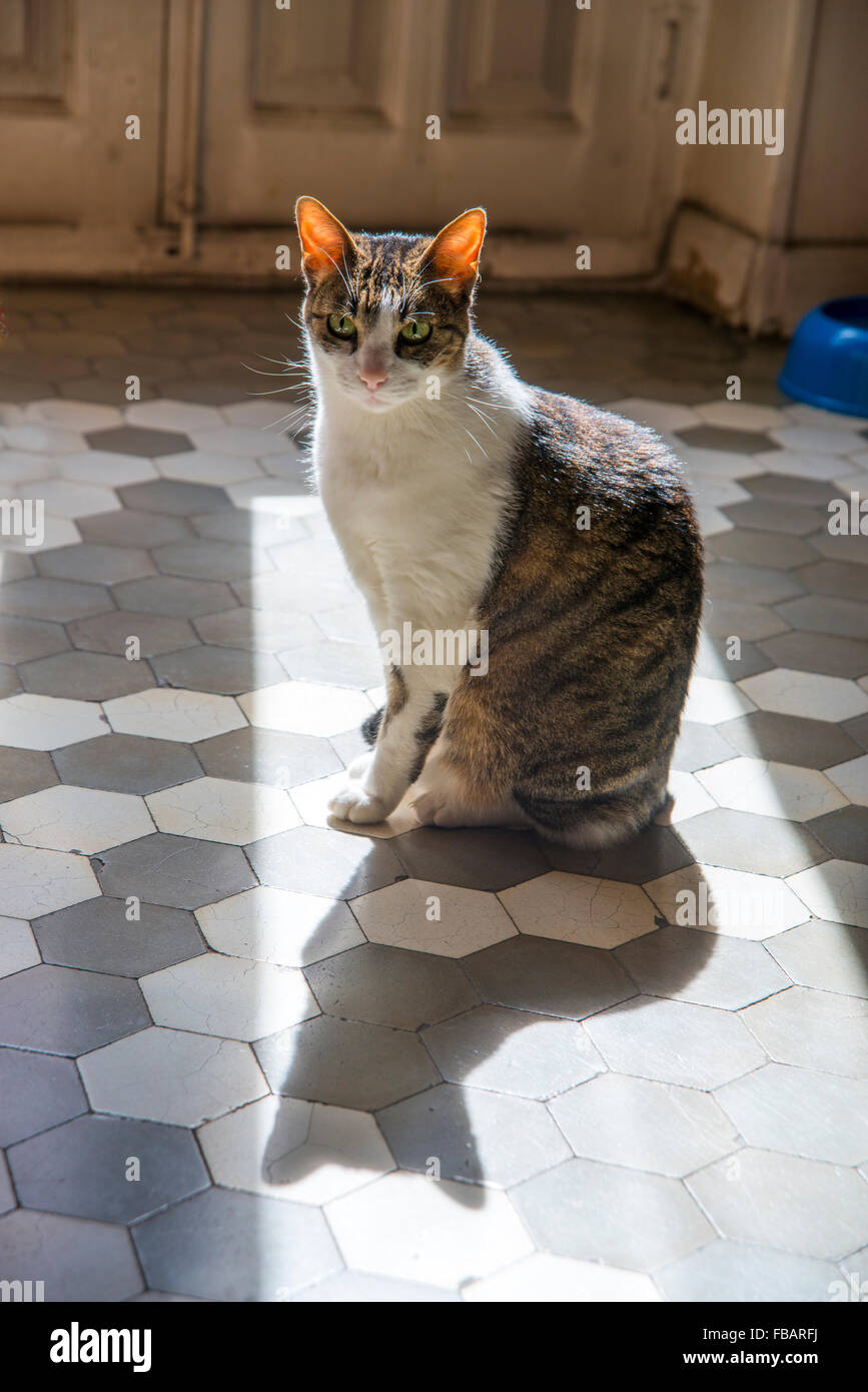 Tabby cat silhouette hi-res stock photography and images - Alamy