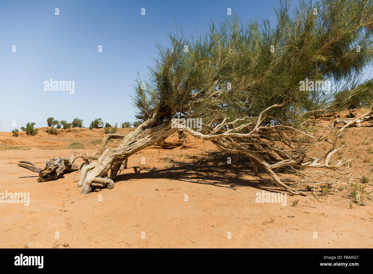A tree around the Flaming Cliffs of Central Mongolia Stock Photo