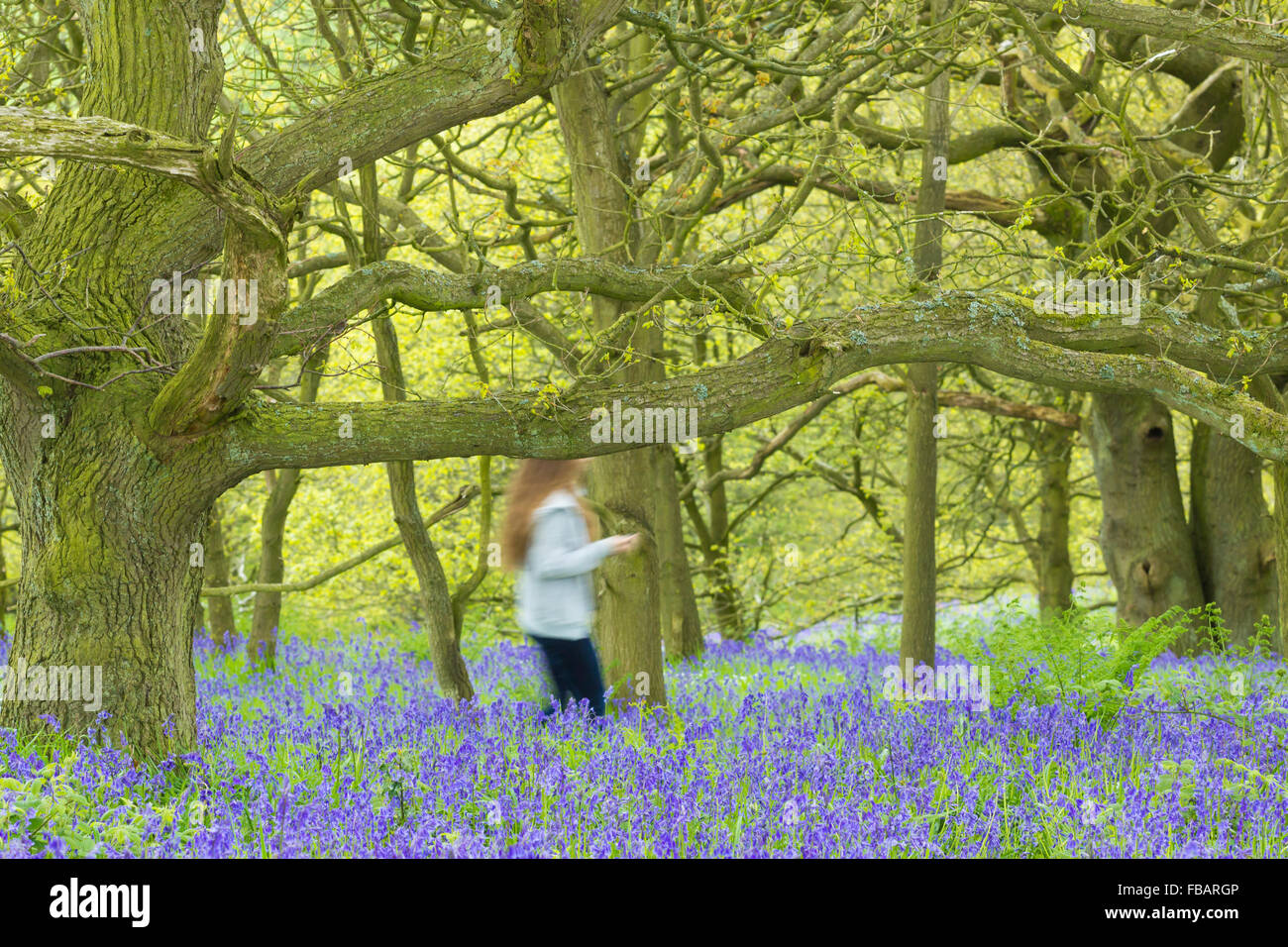 Shinrin Yoku (forest bathing). Person walking through woodland with UK ...
