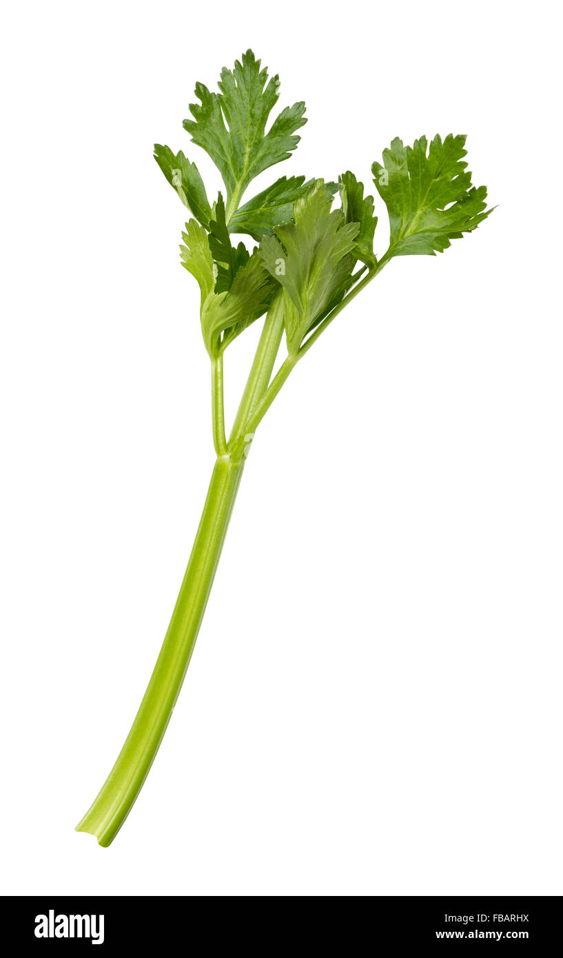 Single Celery Stalk Stock Photo