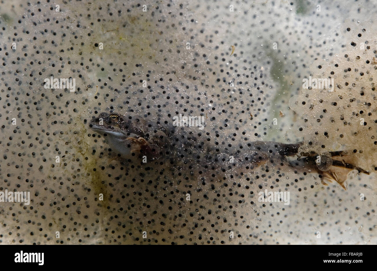 Common Frog (Rana temporaria), swimming through frogspawn, showing