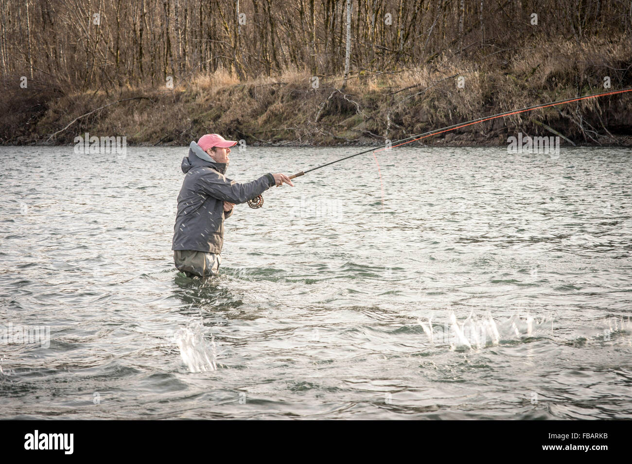 Male angler fly fishing in a river on the Olympic Peninsula in