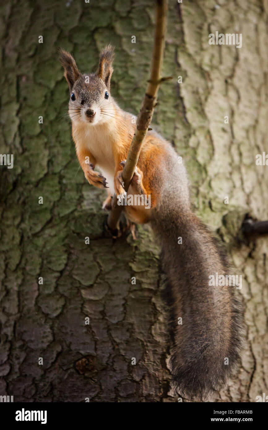 Squirrel and habitat hi-res stock photography and images - Alamy