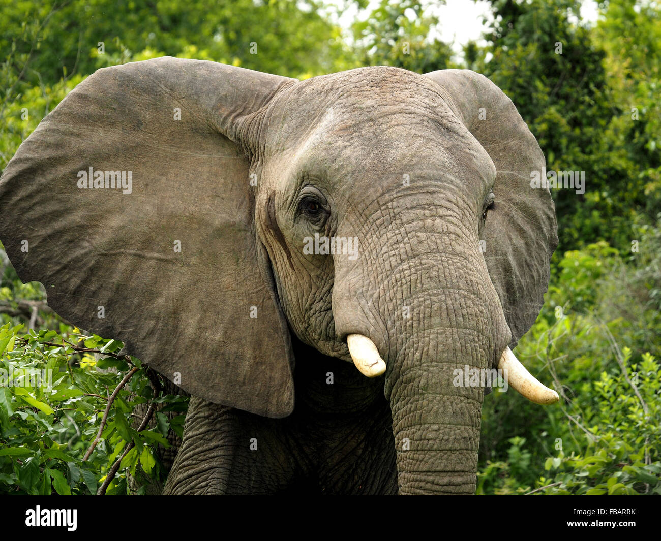 African elephant (Loxodonta Africana) with small tusks flapping ears in