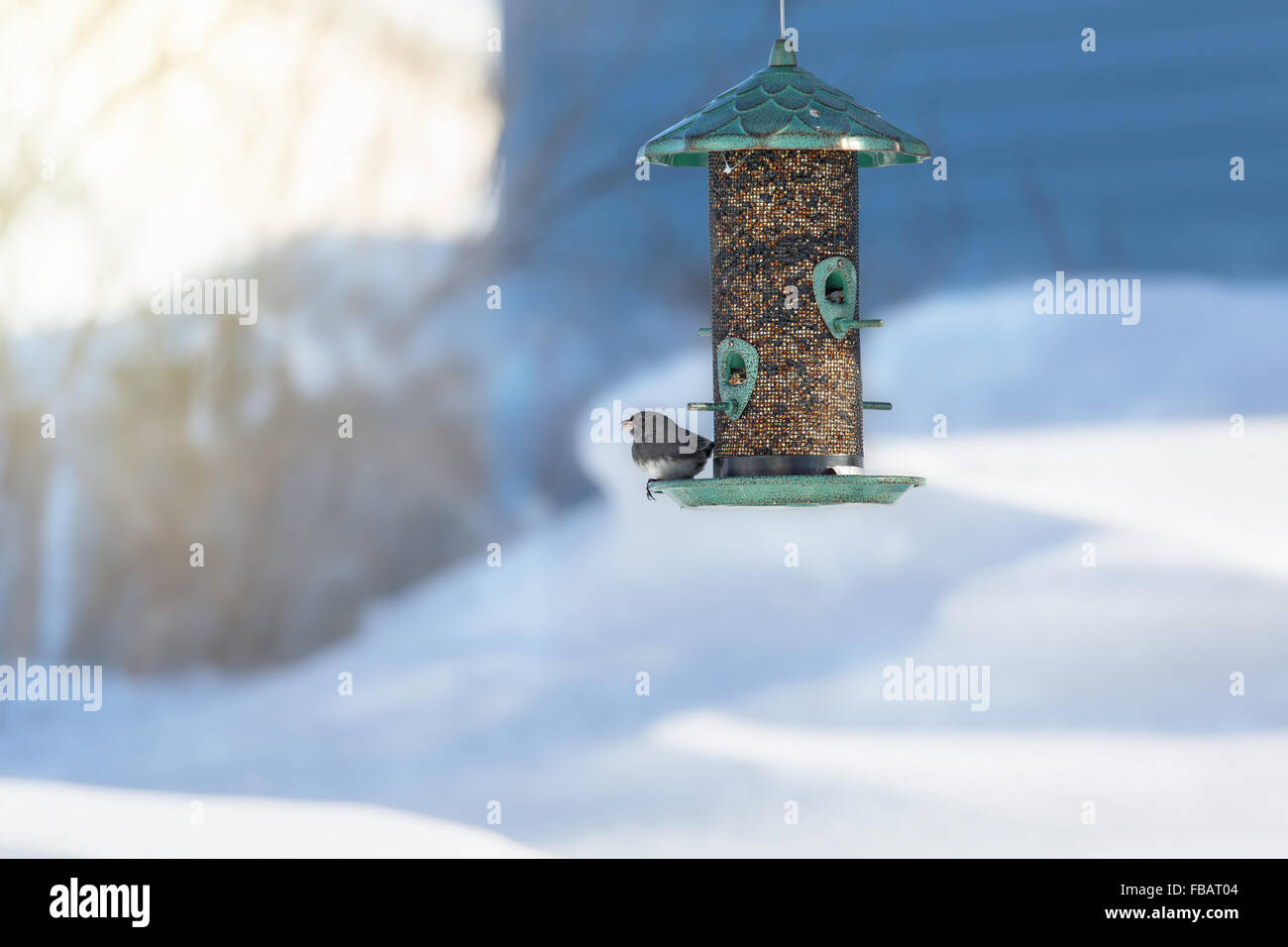 Dark Eyed Junco on a North America birdfeeder in winter. Stock Photo