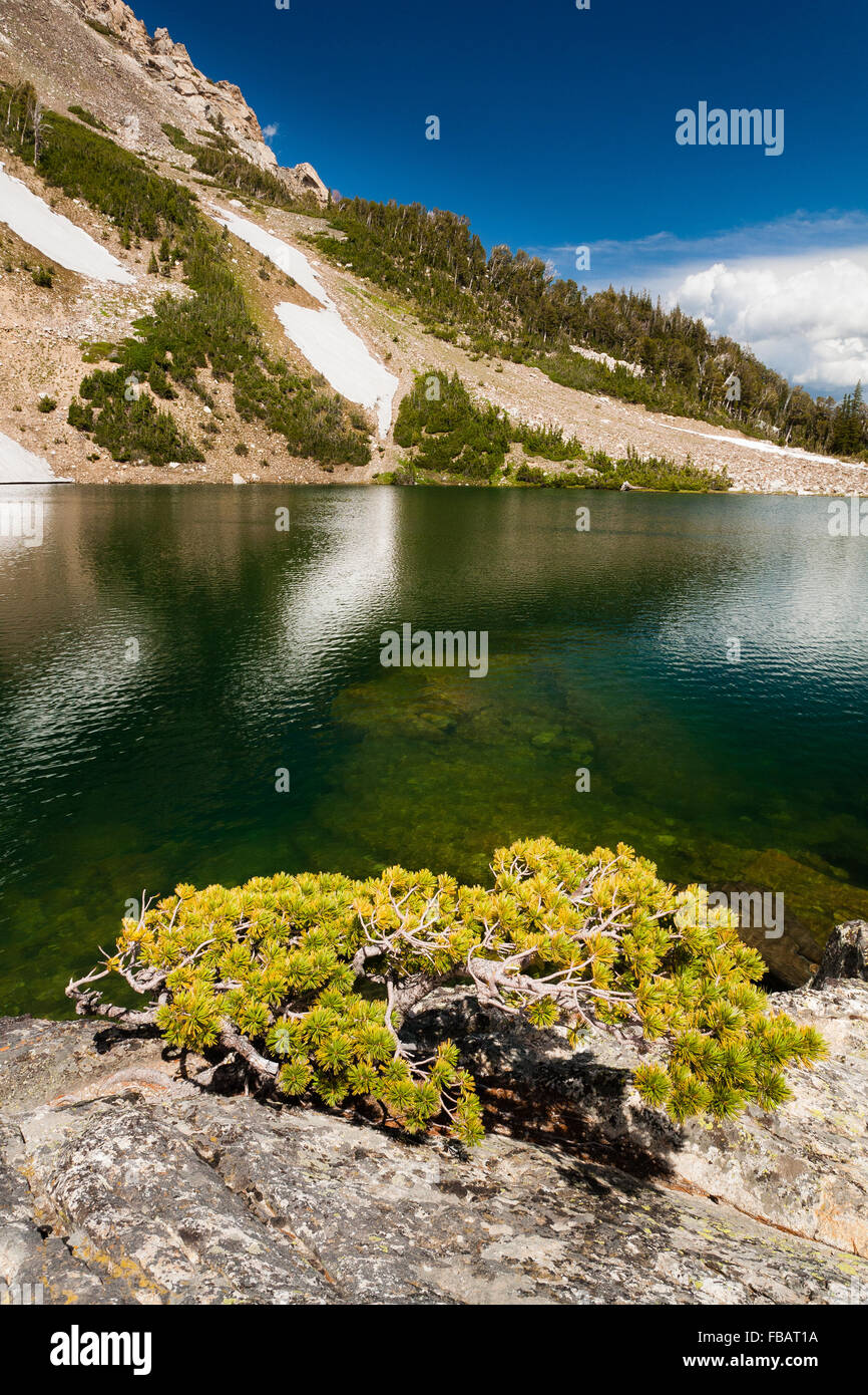 A small tree grows above Holly Lake in Upper Paintbrush Canyon of Grand