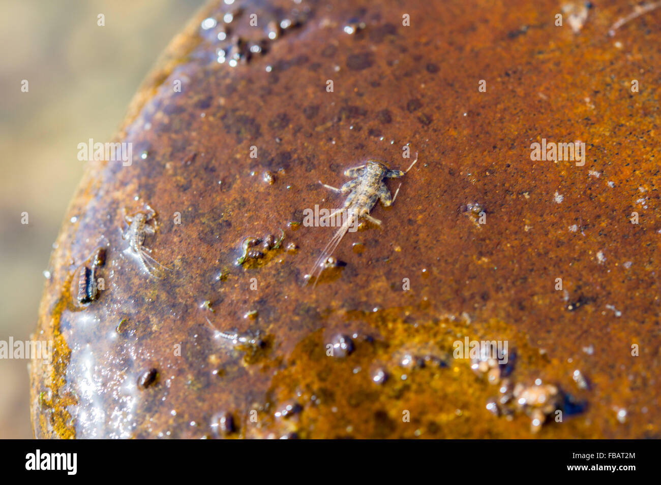 Mayfly nymph on a stone in a trout river in Colorado Stock Photo