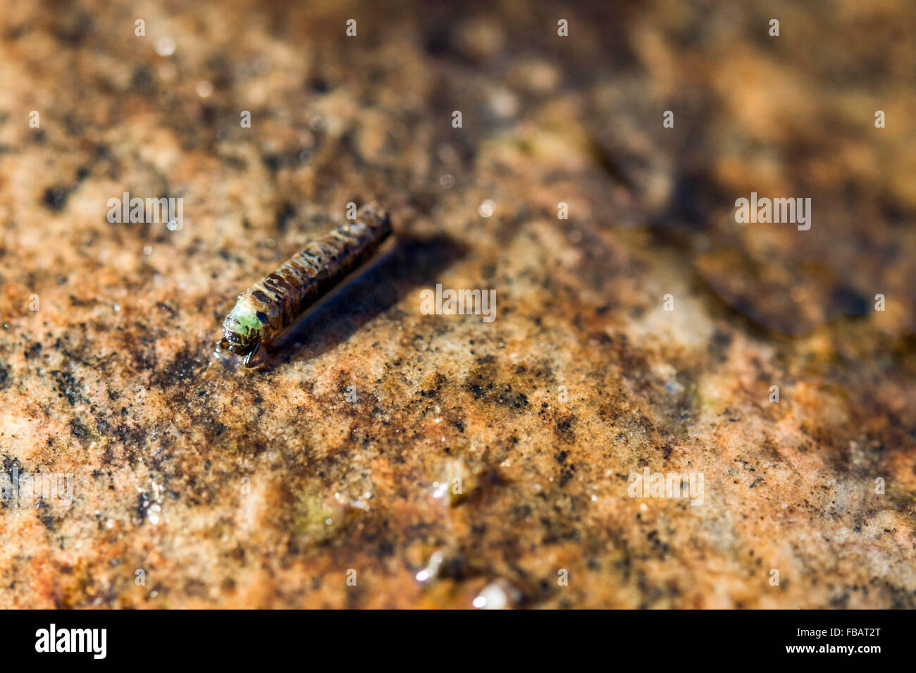 Green Caddis larva emerging from the shuck on a rock in a stream Stock