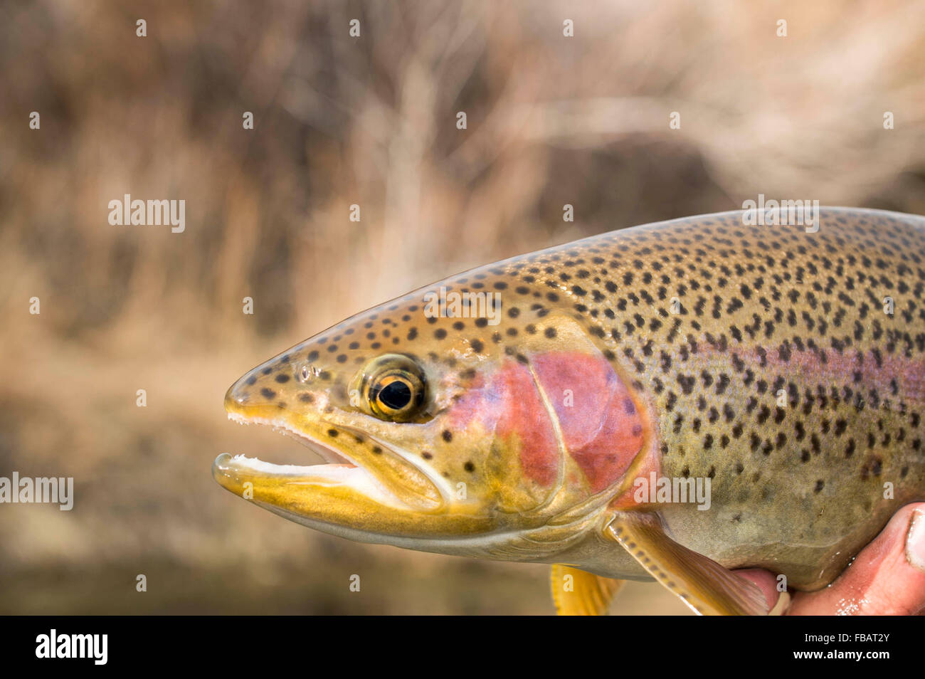 Man holding a rainbow trout on a stream in Colorado Stock Photo Alamy