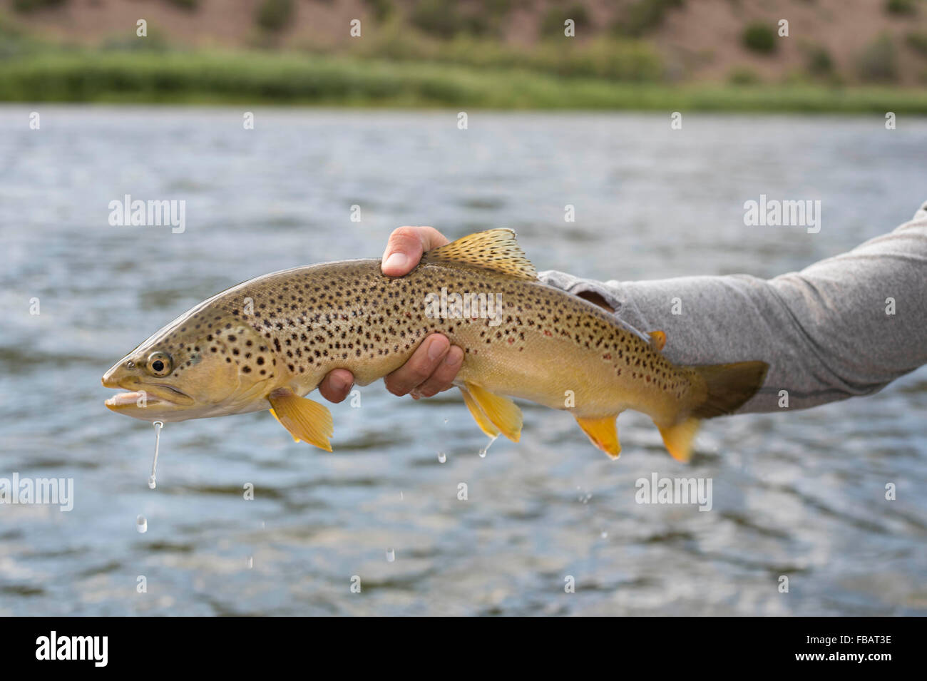 Holding a brown trout caught on the Green River in Utah Stock Photo Alamy