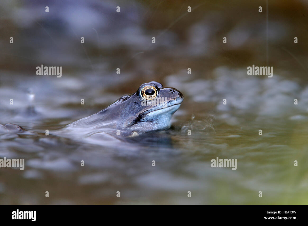 Adult common frog (Rana temporaria) in garden pond in rain shower, during April 2013, Bentley, Suffolk Stock Photo