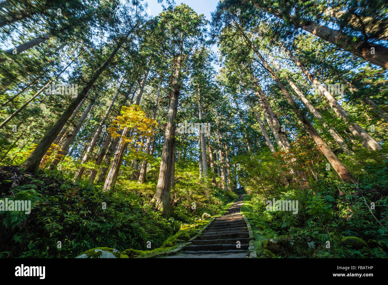 Mount Haguro Forest, Dewa Sanzan, Tsuruoka, Yamagata Prefecture, Japan Stock Photo
