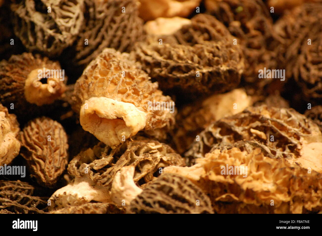 Morel Mushrooms in Pike's Place Market Stock Photo