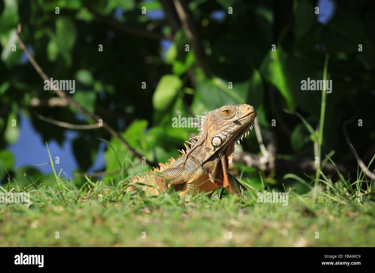 An Iguana, photographed near the town of Grand Case, St. Martin in the French West Indies Stock Photo