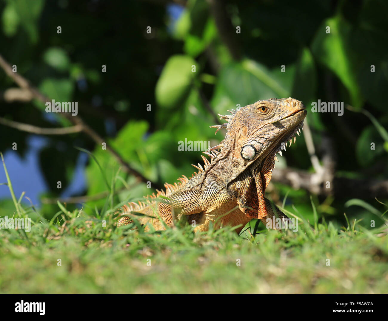 An Iguana, photographed near the town of Grand Case, St. Martin in the French West Indies Stock Photo
