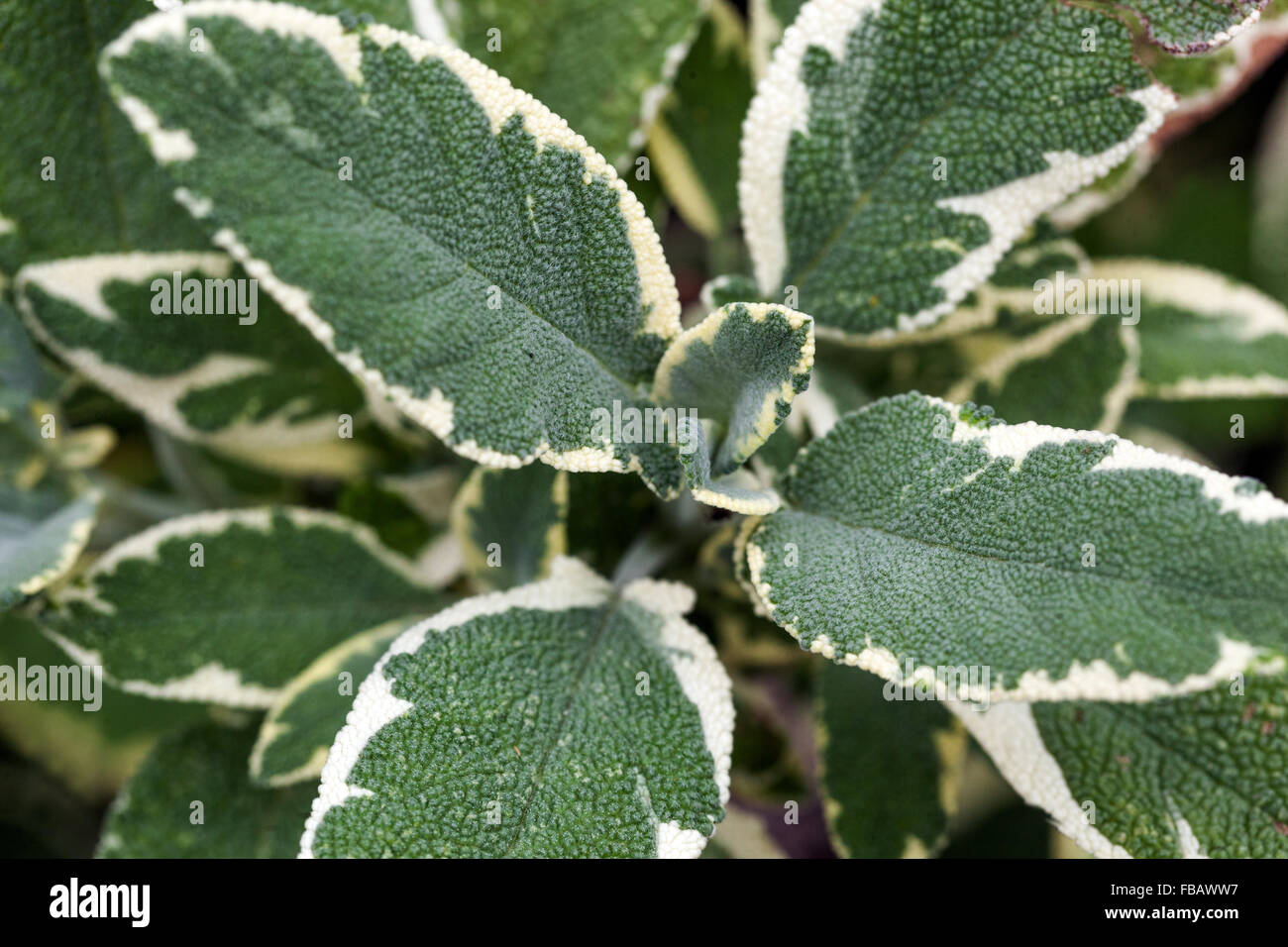 Salvia officinalis 'Creme de la Creme' ornamental and aromatic leaves Stock Photo