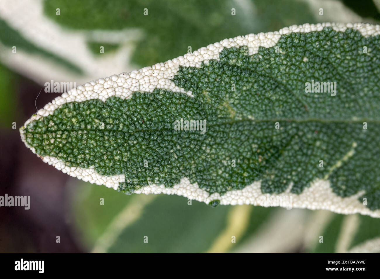 Salvia officinalis 'Creme de la Creme' ornamental and aromatic herb leaves leaf Stock Photo