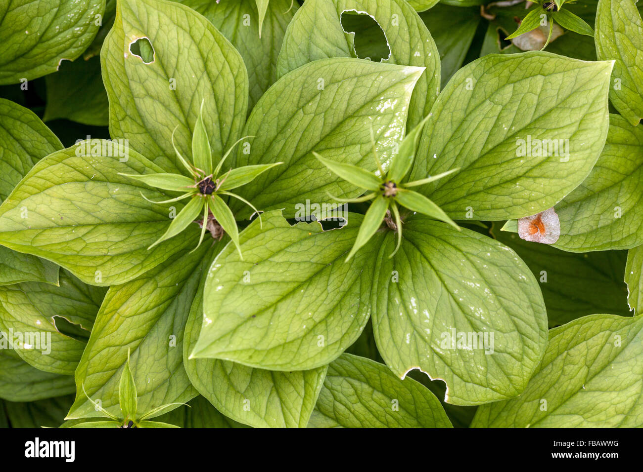 Paris quadrifolia leaves poisonous plants Stock Photo