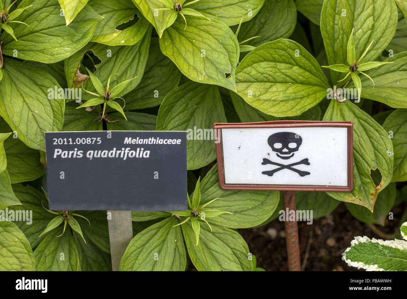 Poisonous plant sign Paris quadrifolia leaves, warning poisonous plants Stock Photo