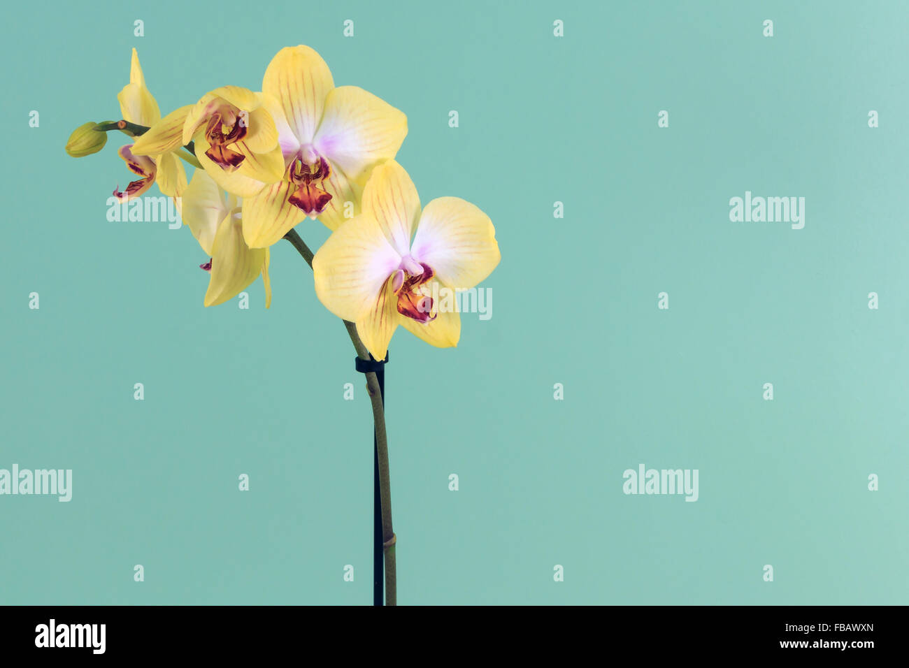 Yellow Orchid with green background Stock Photo