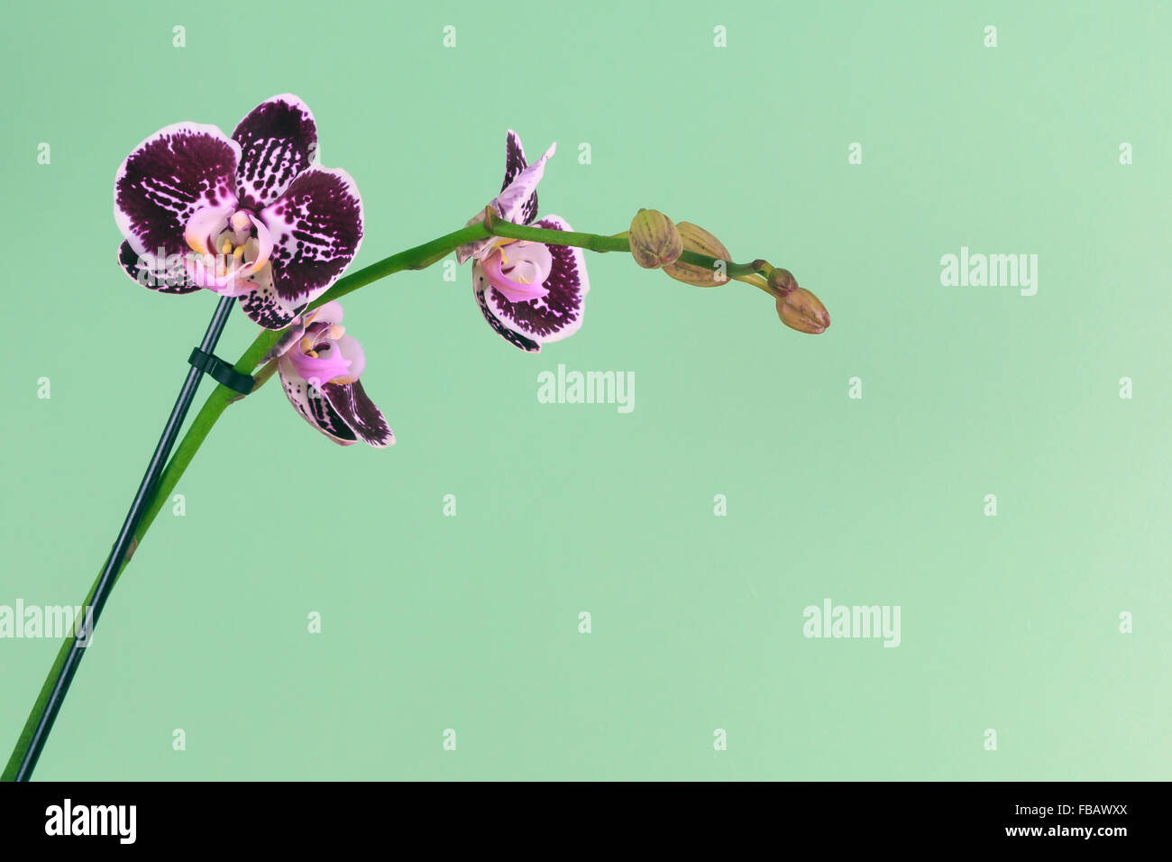 Dark Purple Orchid with green background Stock Photo