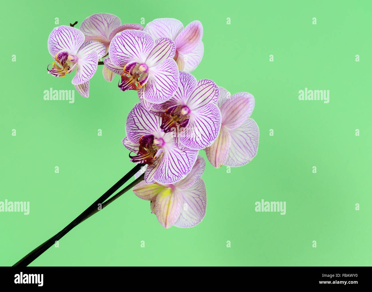 Purple striped Orchid with green background Stock Photo