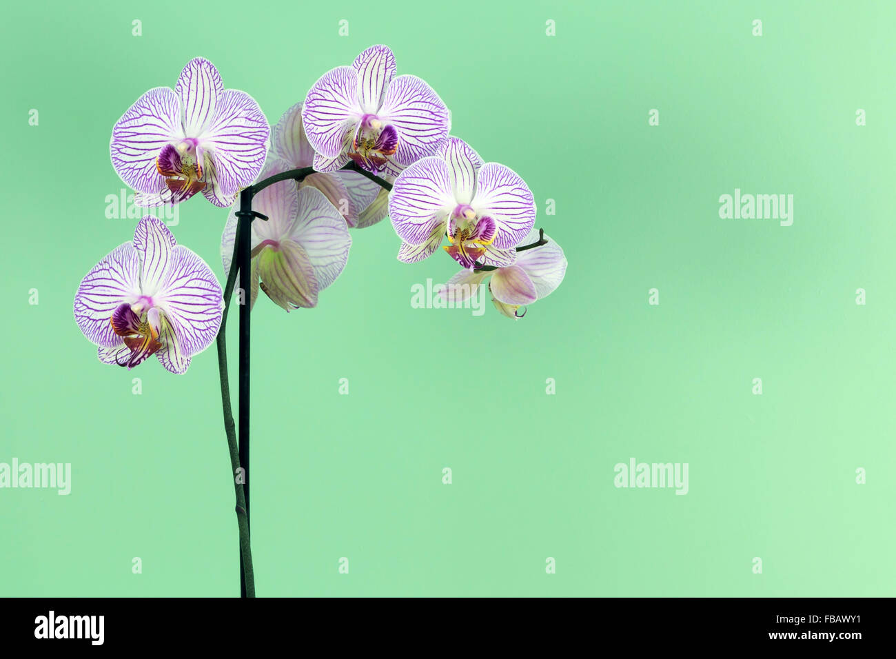 Purple striped Orchid with green background Stock Photo