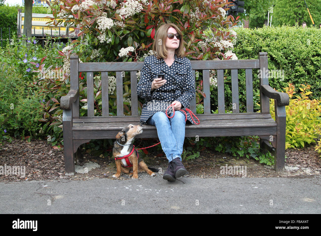 Woman sitting on park bench with mobile phone and small dog Stock Photo ...