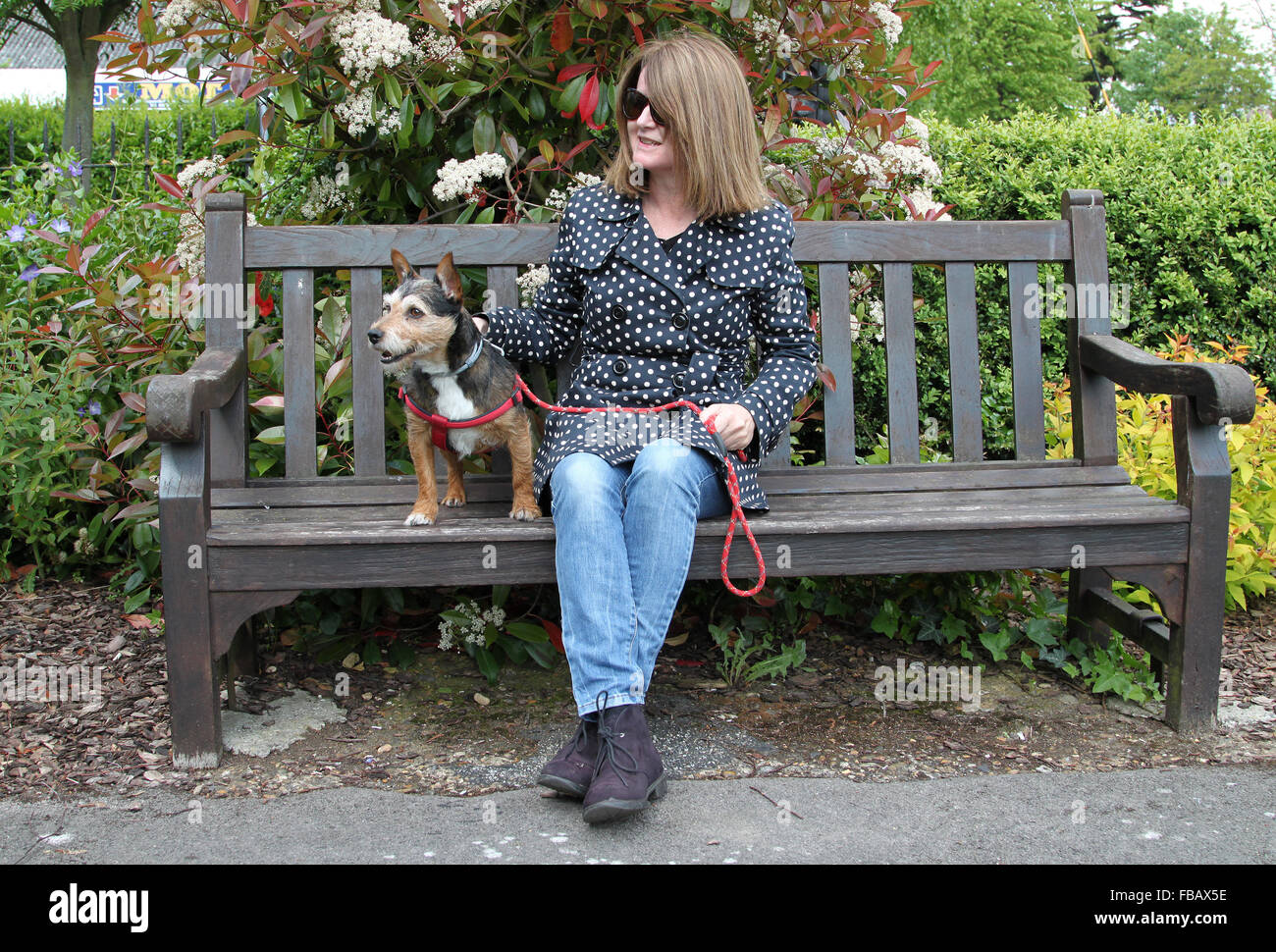 Woman sitting on park bench with small dog waiting for someone Stock ...